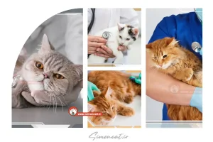 بیماری التهابی روده گربه