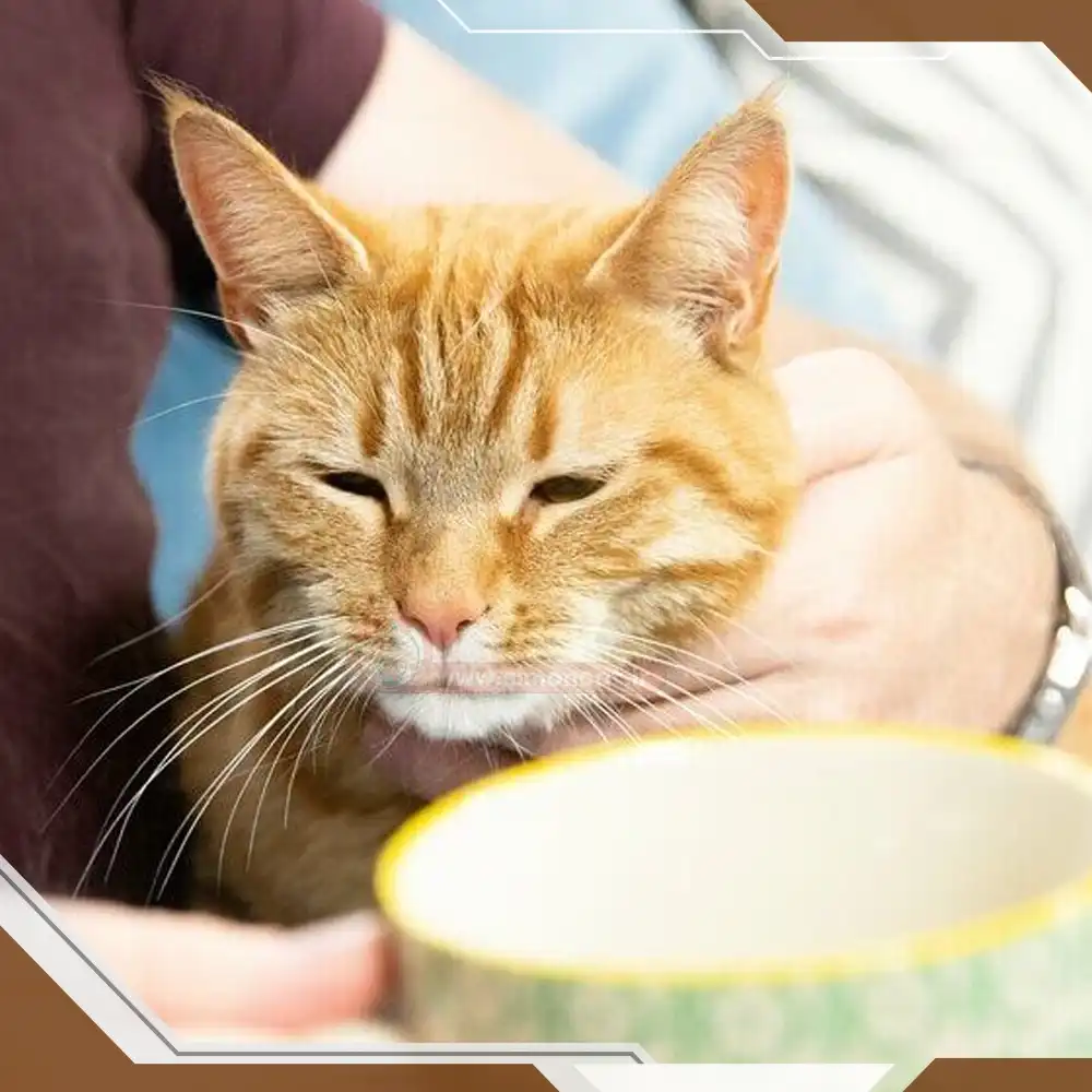 خطرات جراحی سزارین گربه