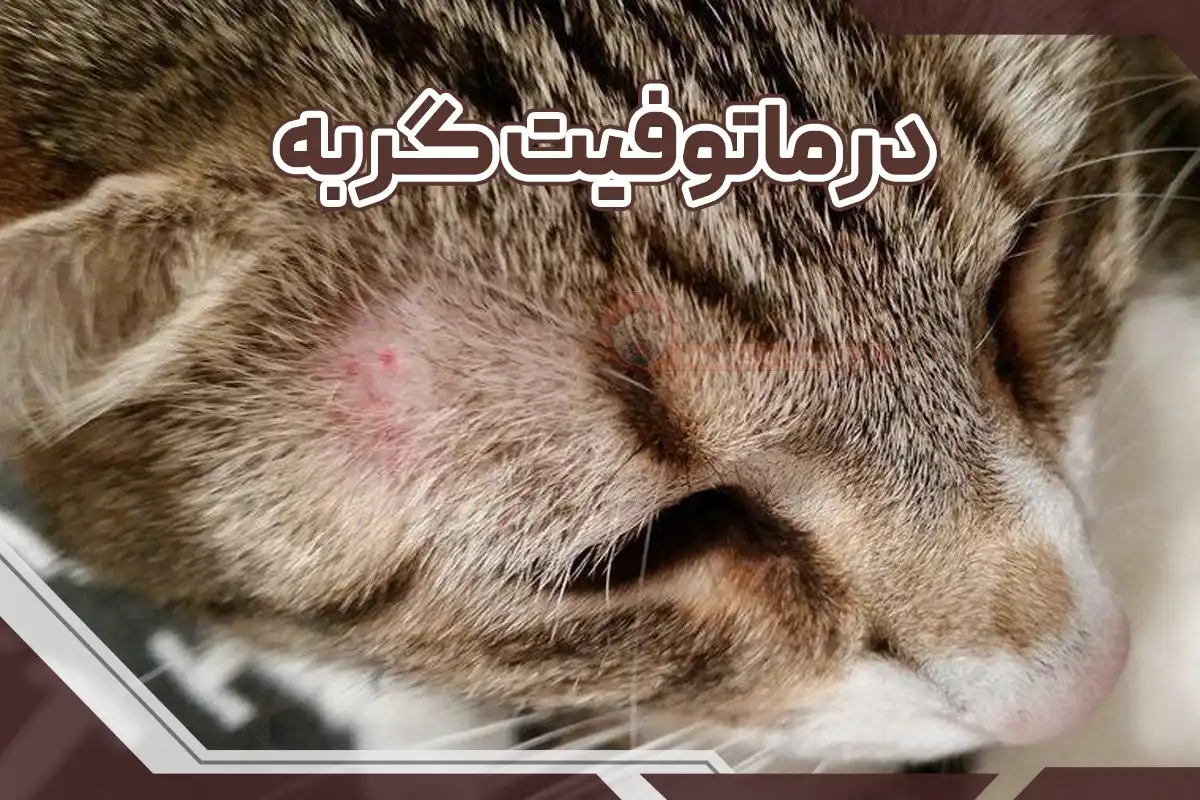 درماتوفیت در گربه