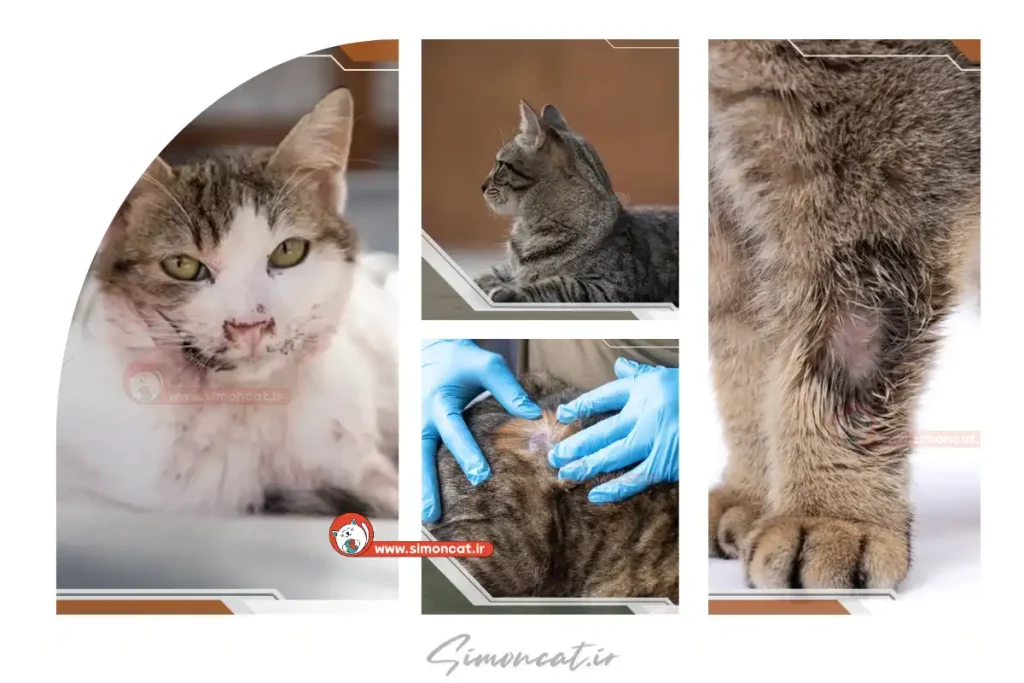درماتوفیت گربه