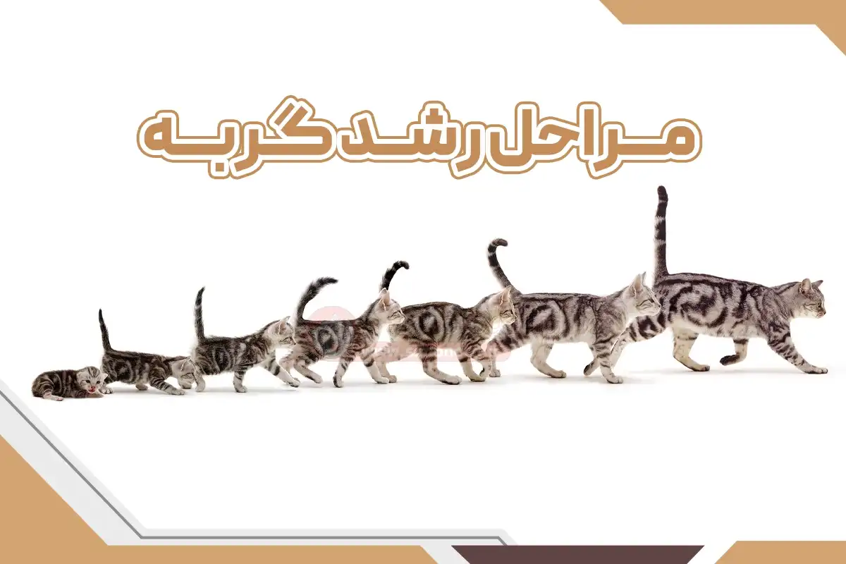 رشد گربه