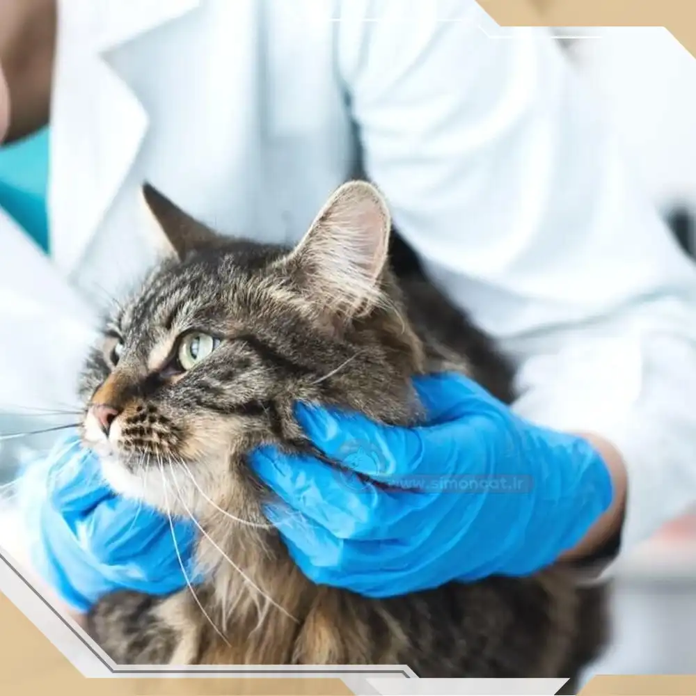 سزارین گربه به چه صورت انجام میشود؟