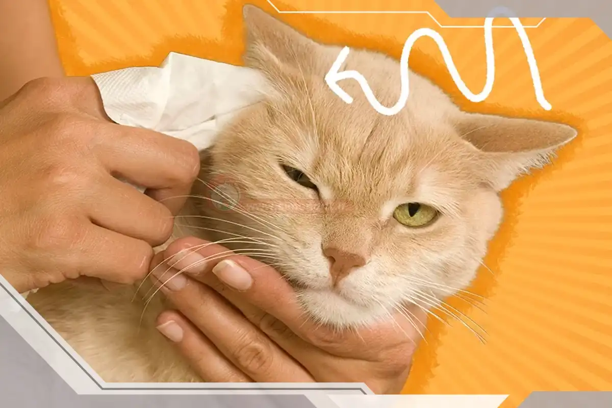 سزارین گربه