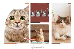 مراحل رشد گربه