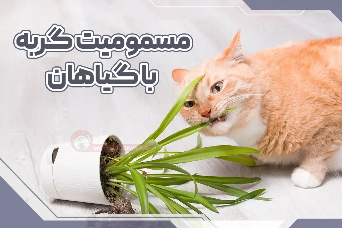 مسمومیت گربه با گیاه