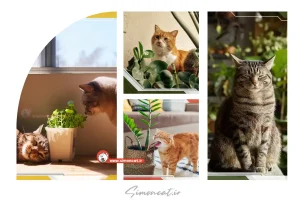 مسمومیت گربه با گیاهان