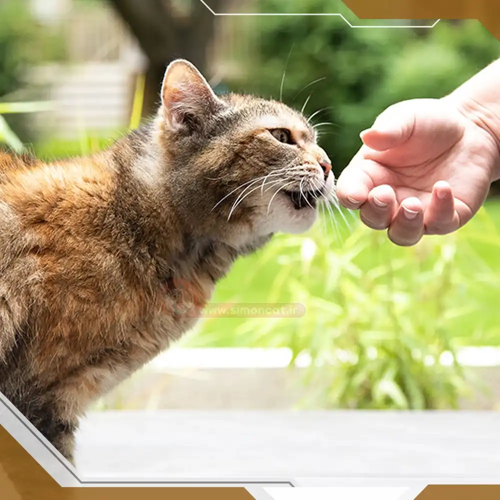 نحوه تربیت گربه