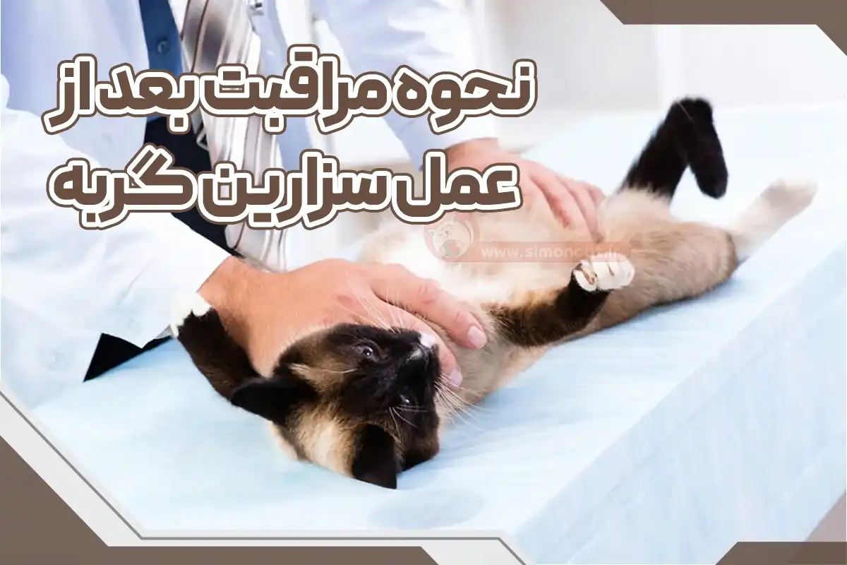نحوه مراقبت از گربه بعد از عمل سزارین