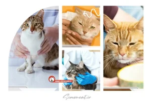 نحوه مراقبت بعد از عمل سزارین گربه