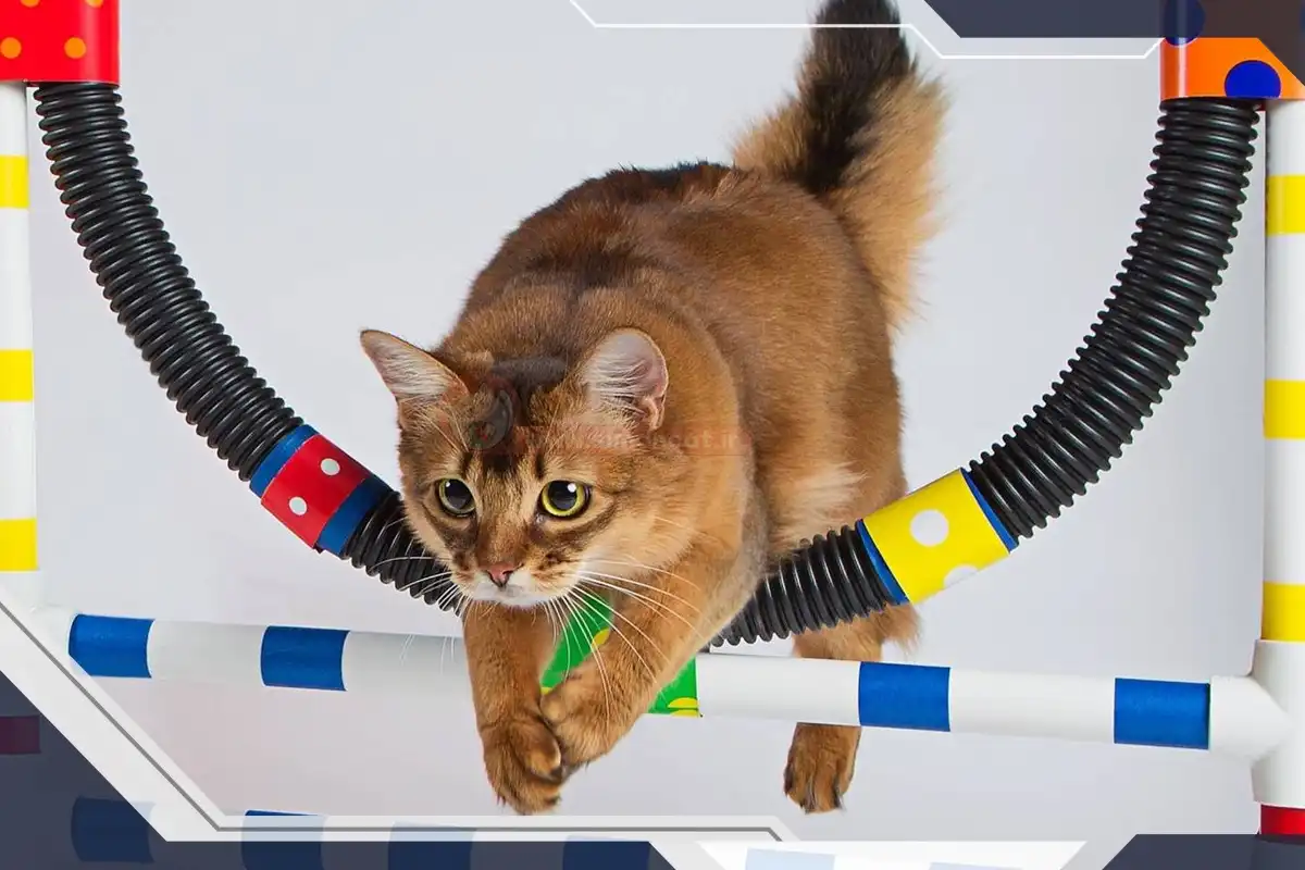 چطور گربه را اموزش دهیم