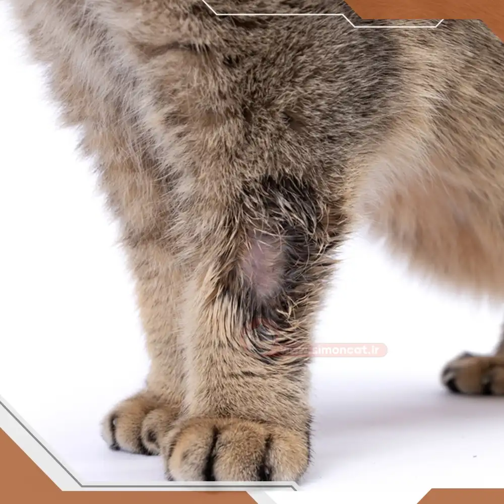 گربه دچار درماتوفیت