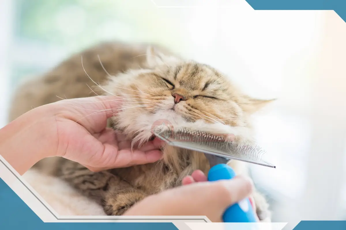 آیا خوردن موی گربه باعث نازایی میشود