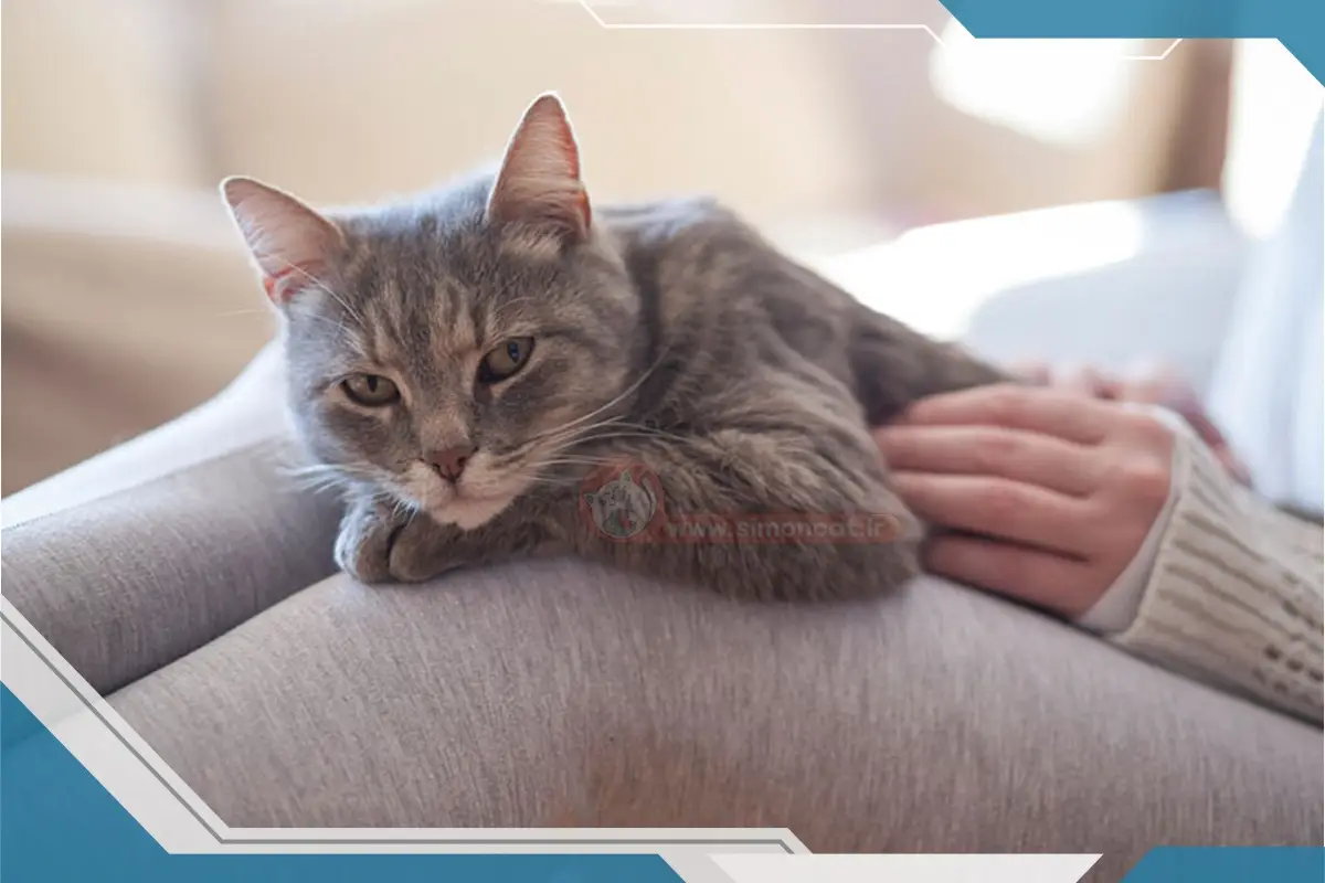 افسردگی گربه بعد از عقیم شدن