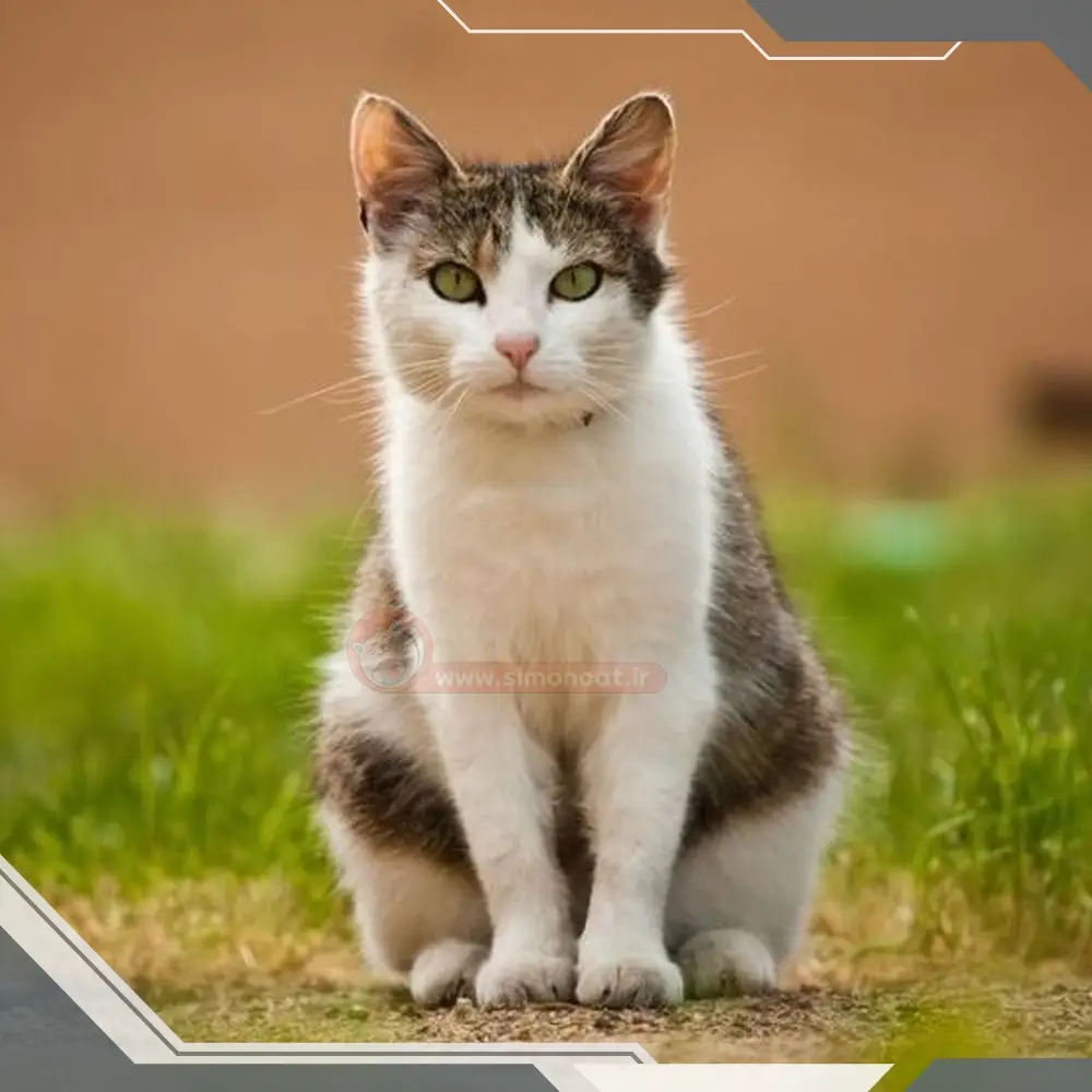 تصادف گربه خانگی با وسایل نقلیه