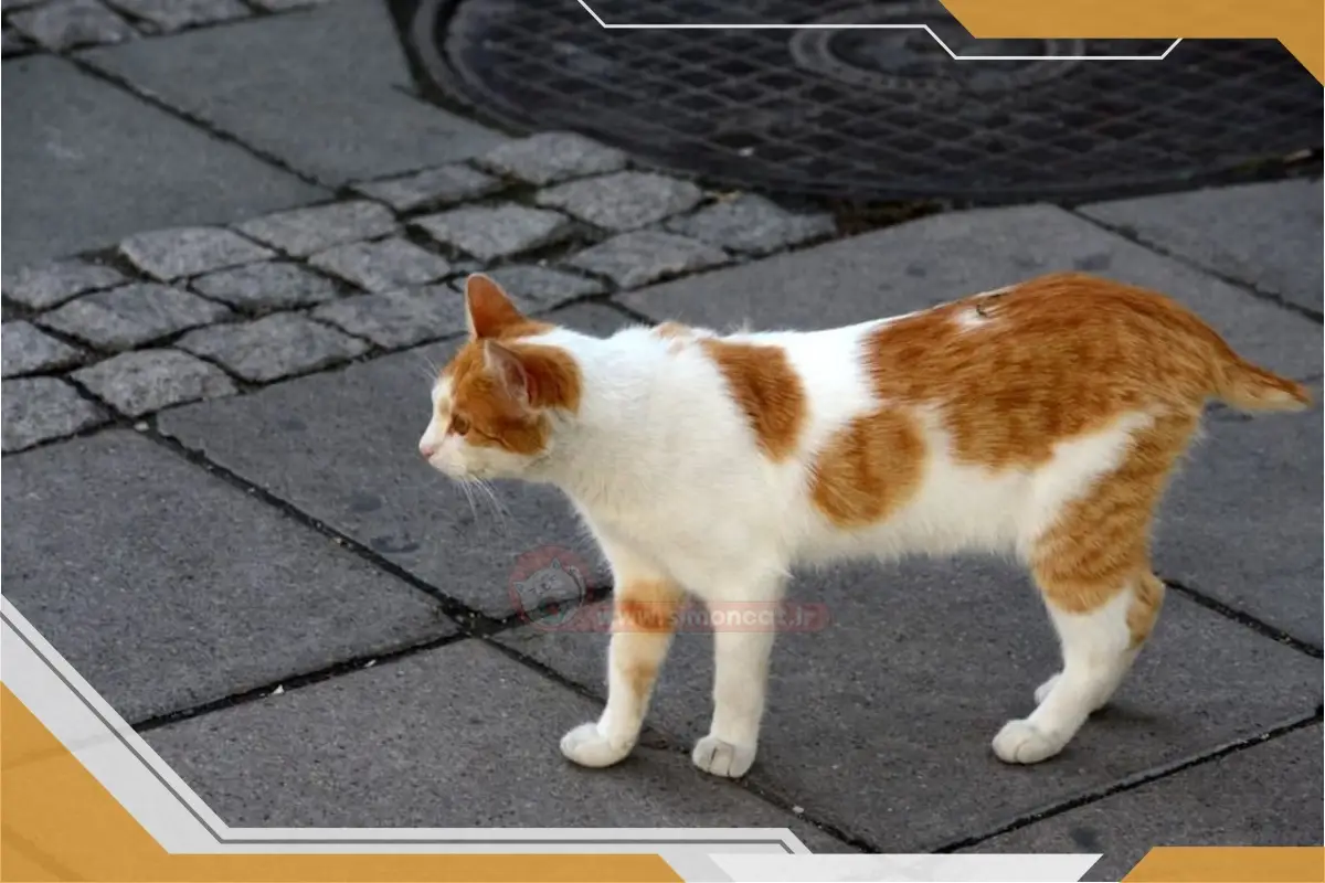 تهاجم و آسیب از طرف سایر گربه ها