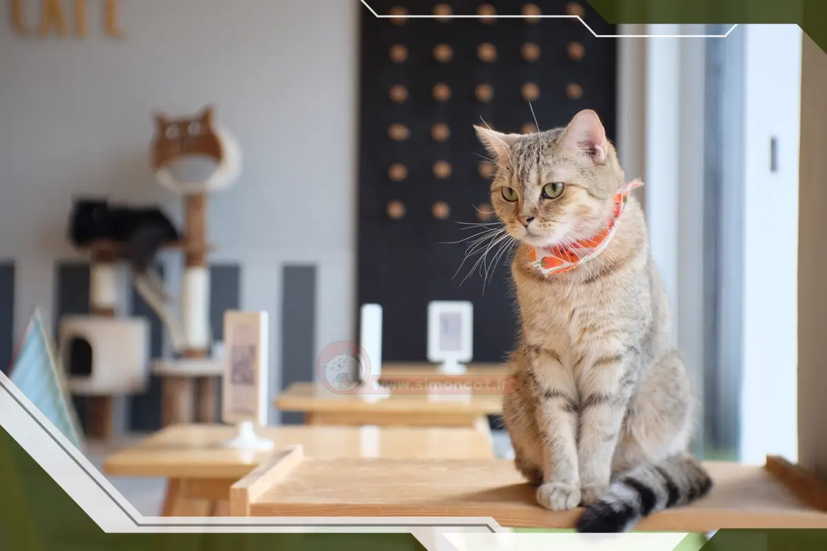 تهیه خاک گربه