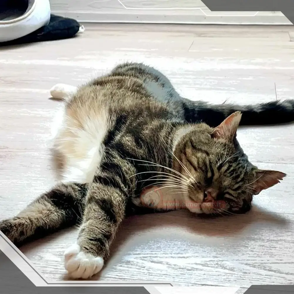 خدمات عقیم سازی گربه