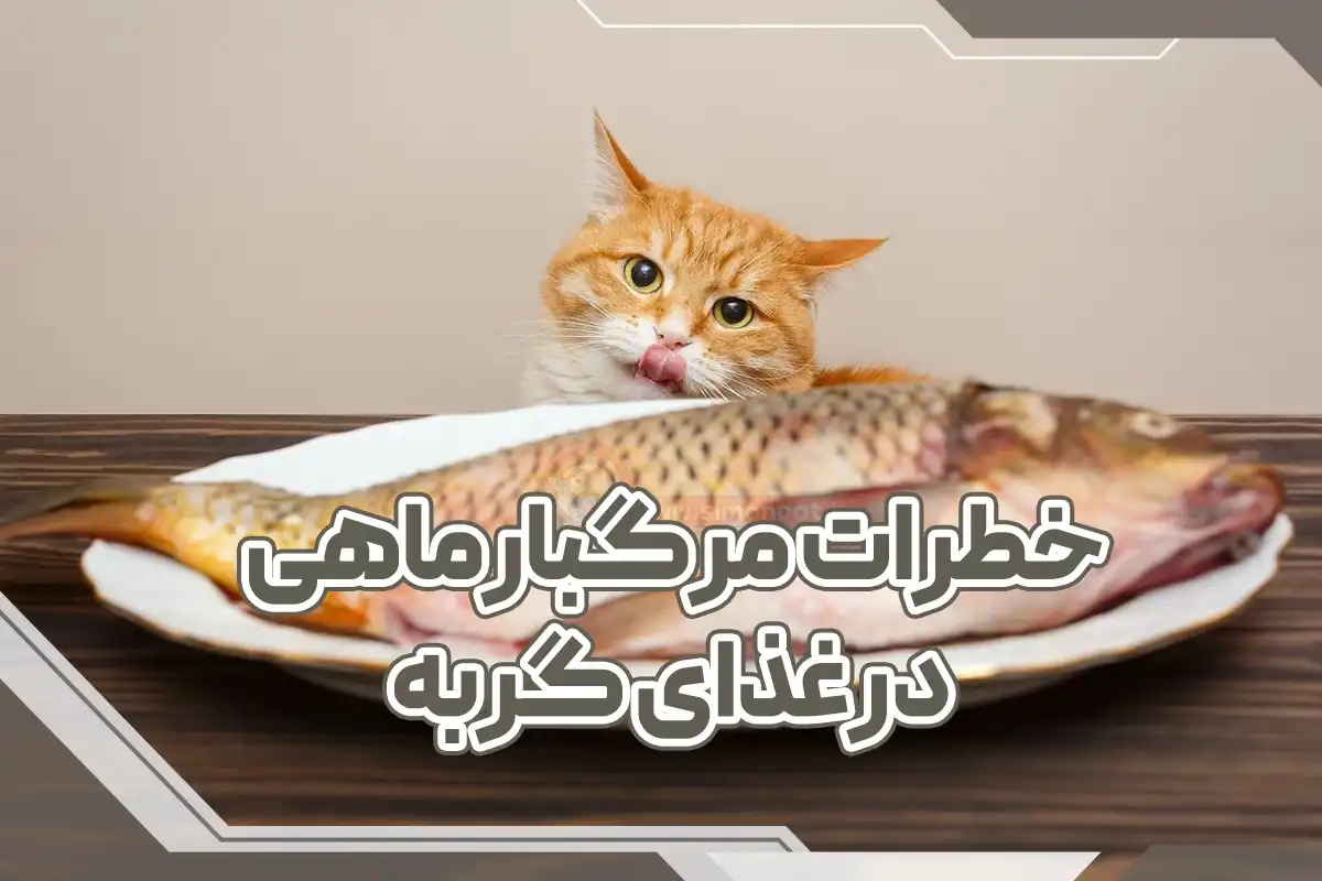 خطرات ماهی داخل غذای گربه