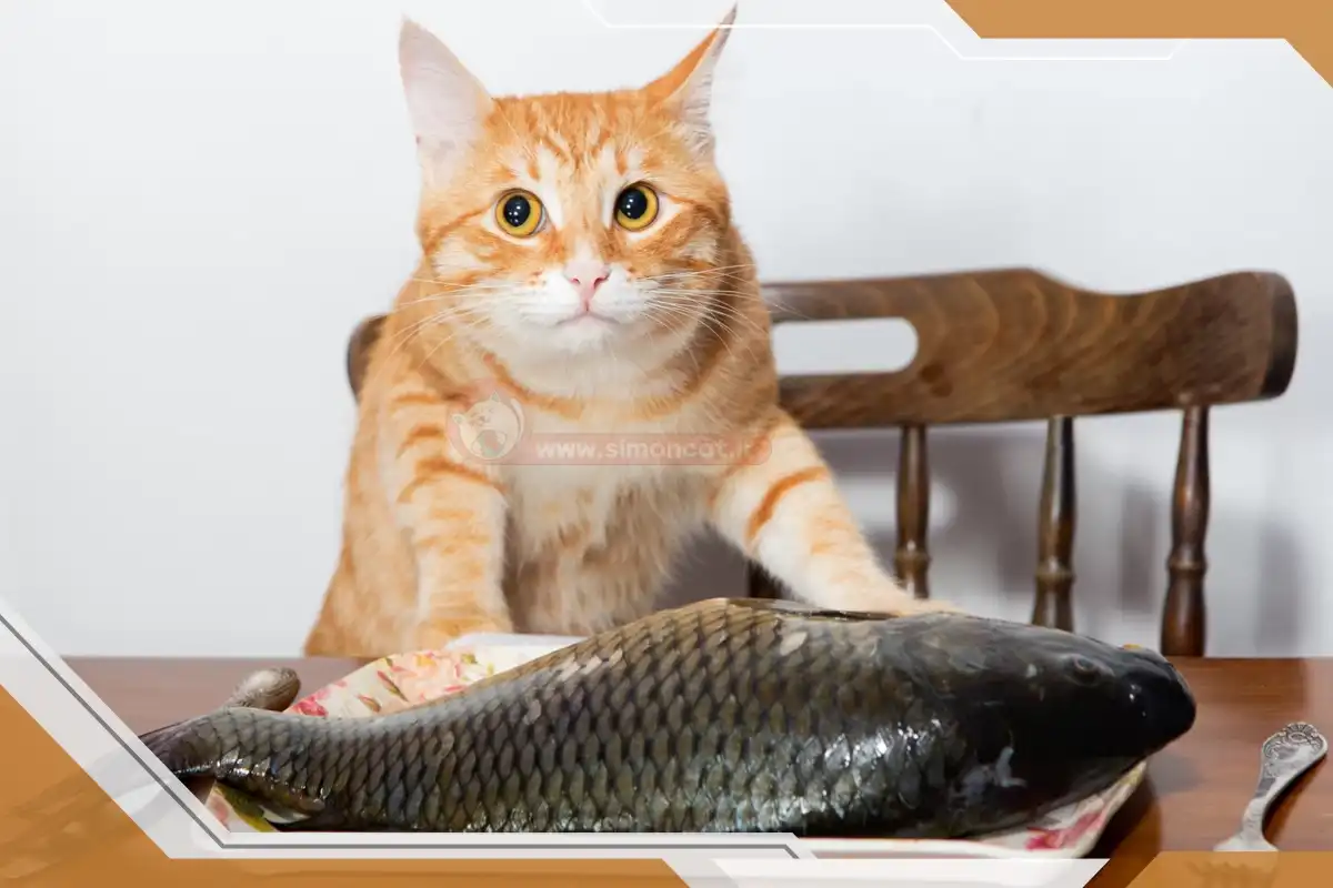 خطرات ماهی در غذای گربه