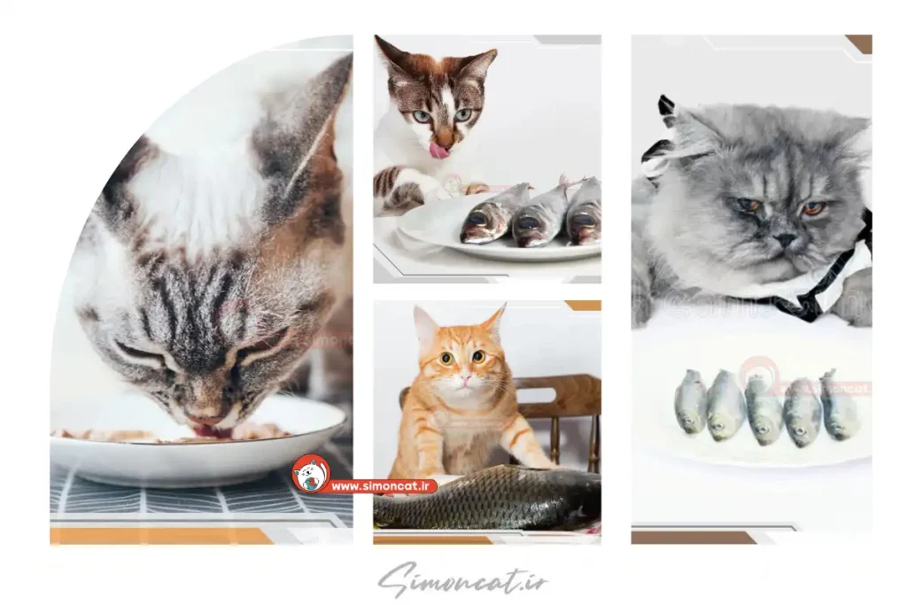 خطرات مرگبار ماهی در غذای گربه