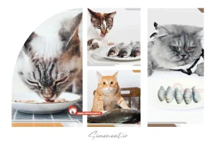 خطرات مرگبار ماهی در غذای گربه