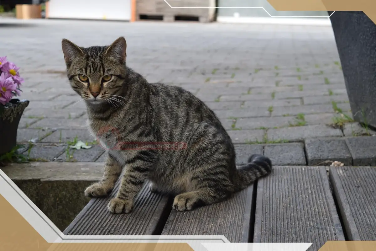 درگیر شدن گربه خانگی با انواع بیماری ها