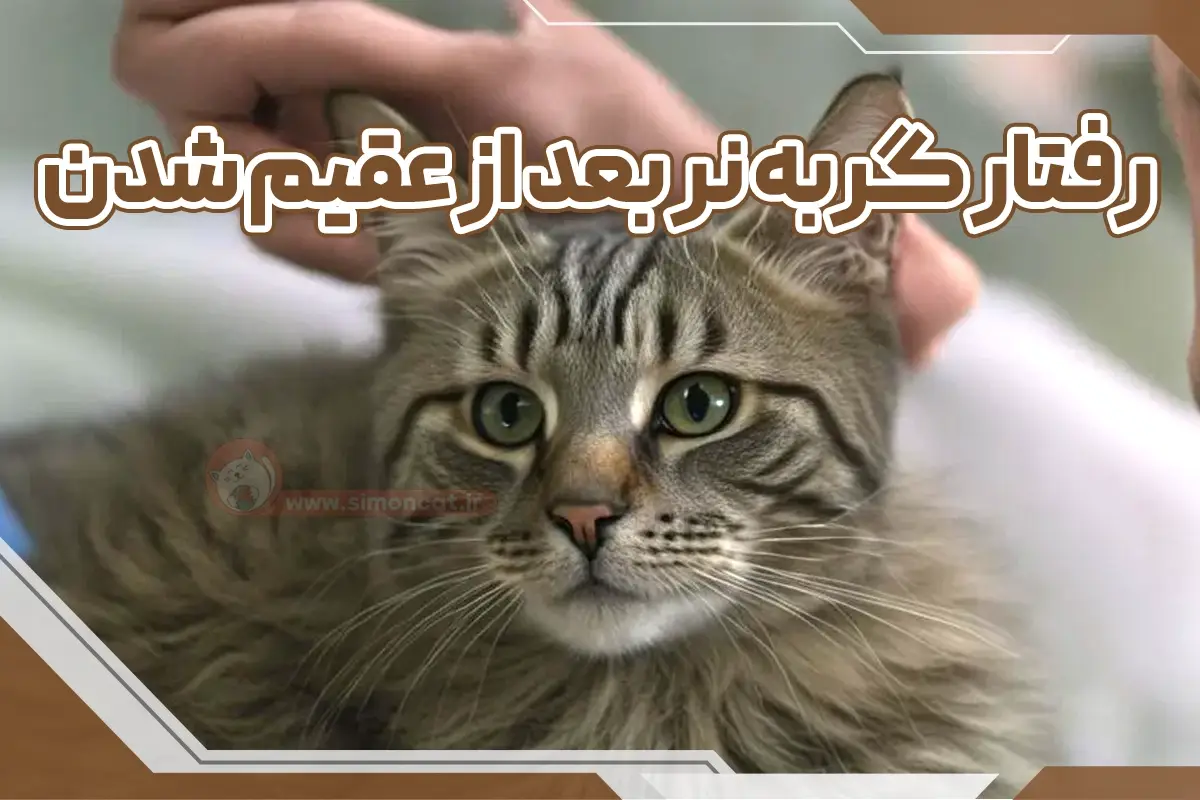 رفتار گربه نر بعد از عقیم سازی