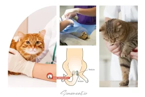 رفتار گربه نر بعد از عقیم شدن