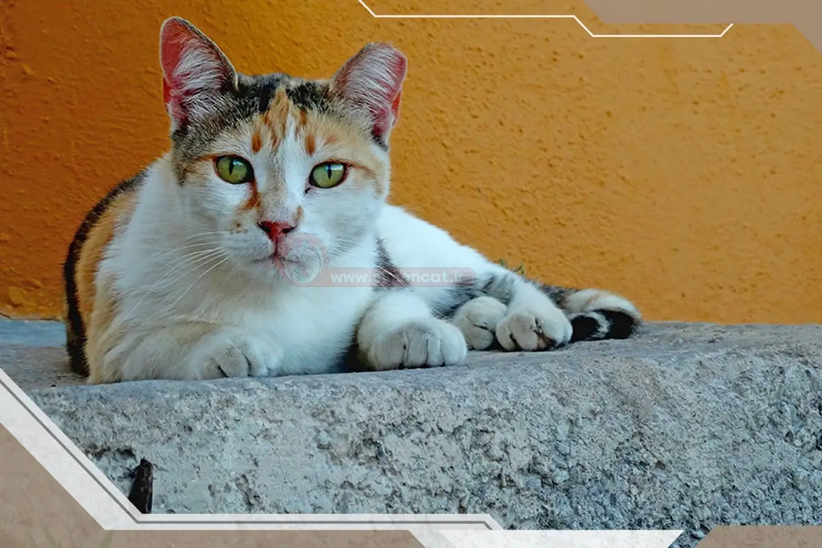 رفتار گربه نر بعد از عقیم شدن چگونه است؟