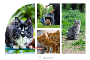 رها سازی گربه خانگی