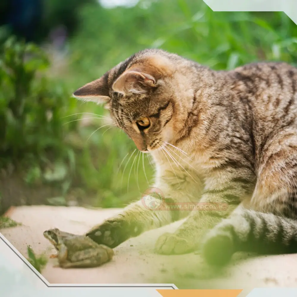 رها سازی گربه های خانگی چه دلایلی دارد ؟