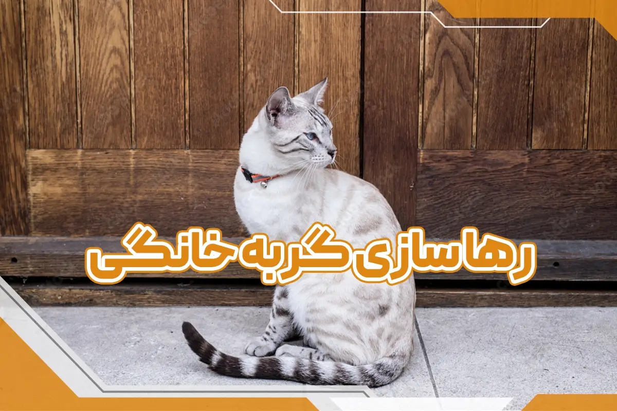 رها کردن گربه خانگی