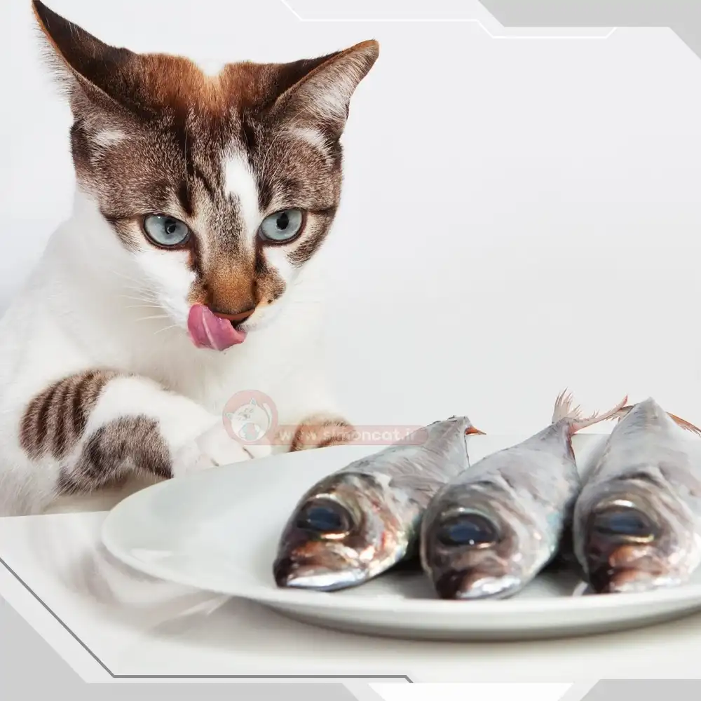 رژیم غذایی مناسب گربه