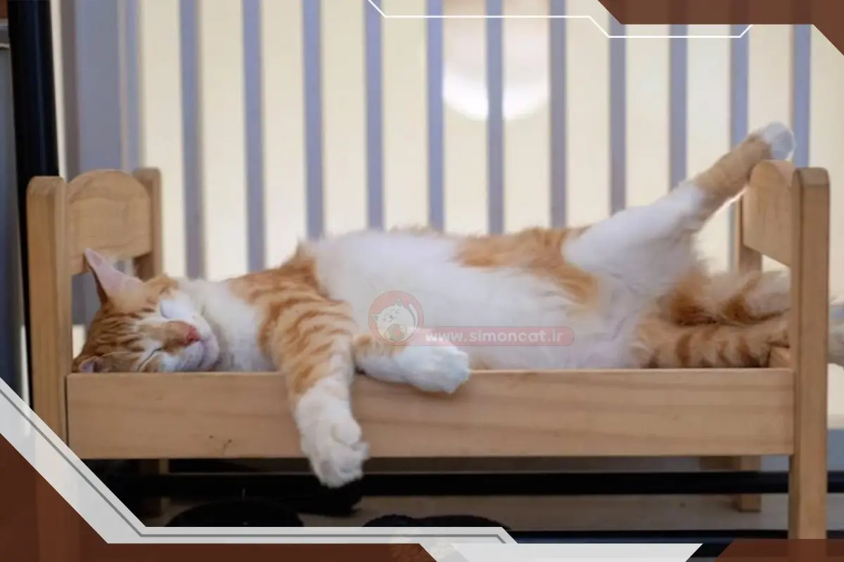 عادت دادن گربه به جای خوابش