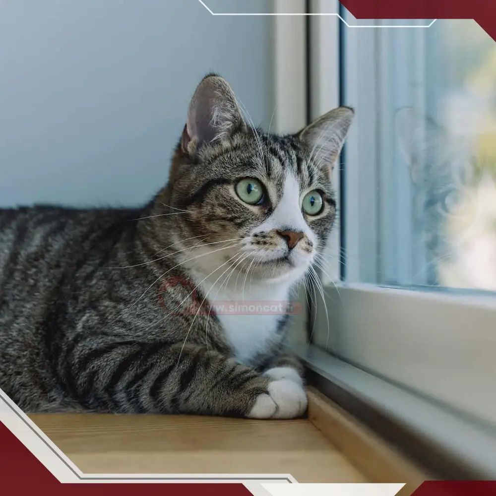 عقیم سازی گربه چقدر بر رفتارش تاثیر می گذارد؟