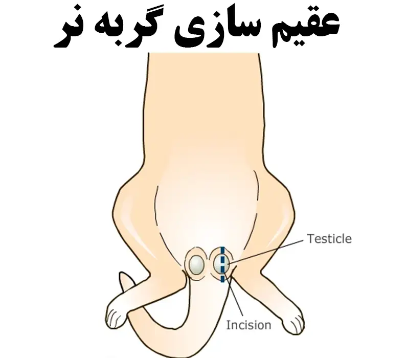 عکس عقیم سازی گربه نر