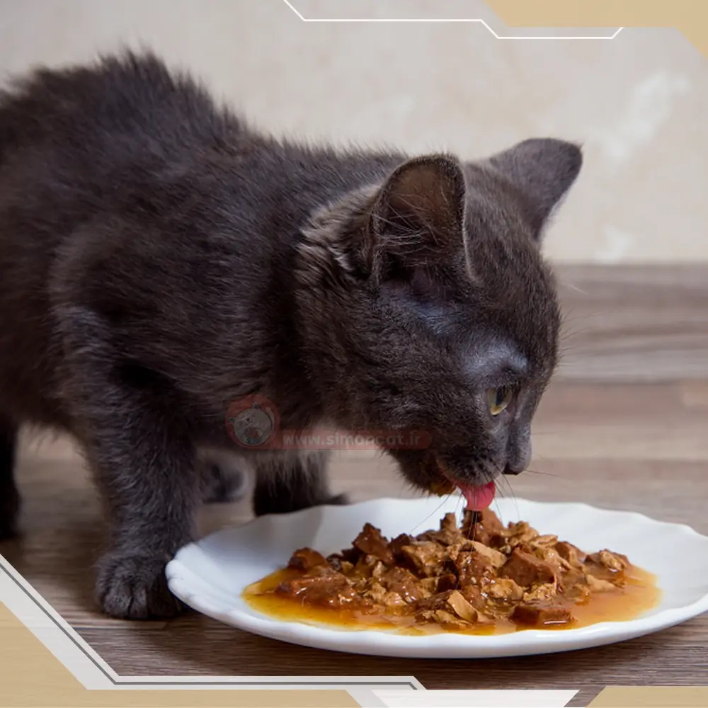 غذاهای ممنوع گربه ها