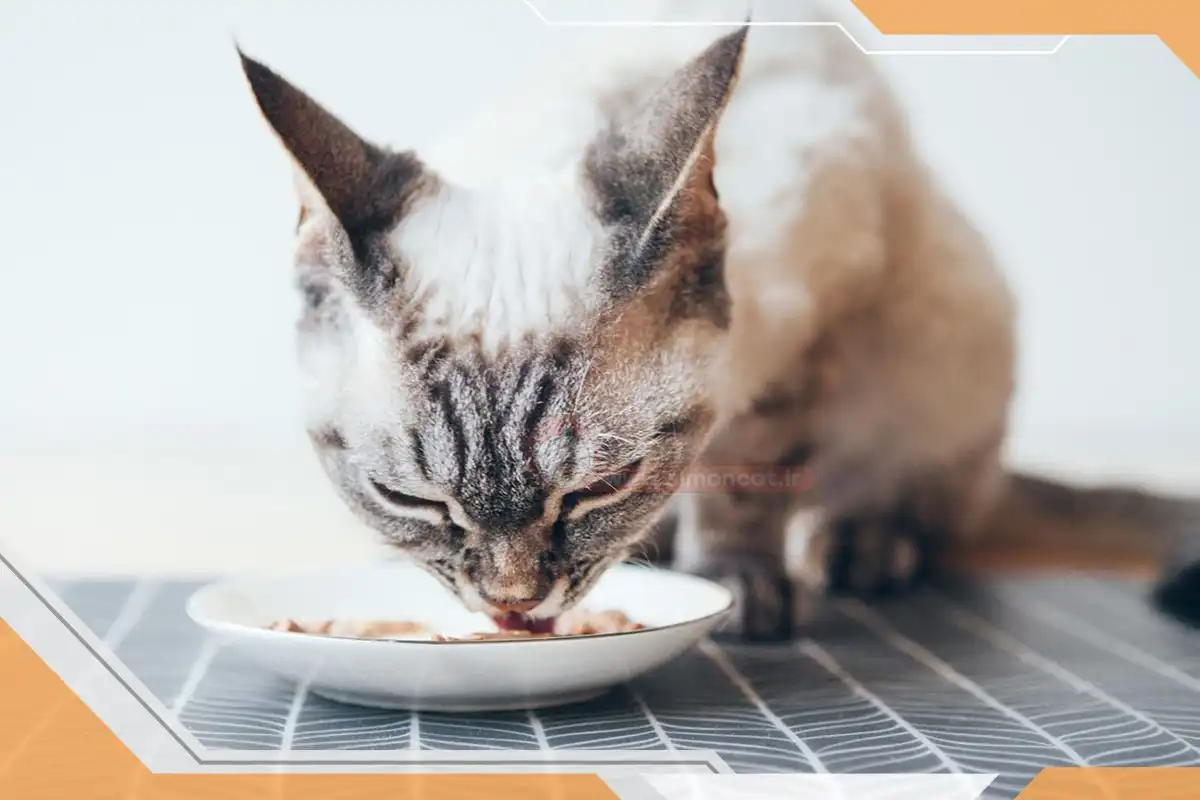 غذای مناسب برای گربه