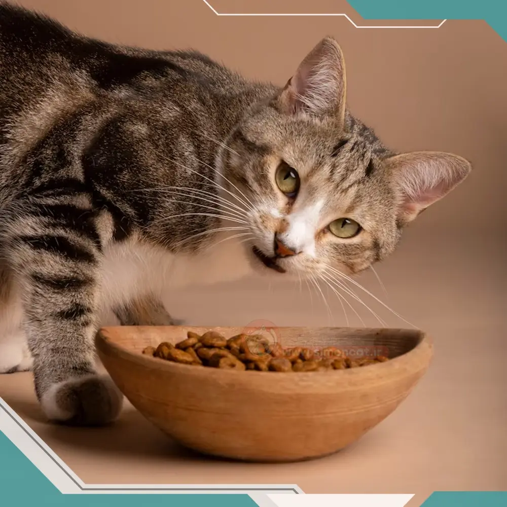 غذای مناسب گربه ها چیست و شامل چه چیزهایی می شود؟