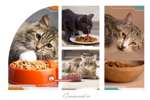 غذای مورد علاقه گربه