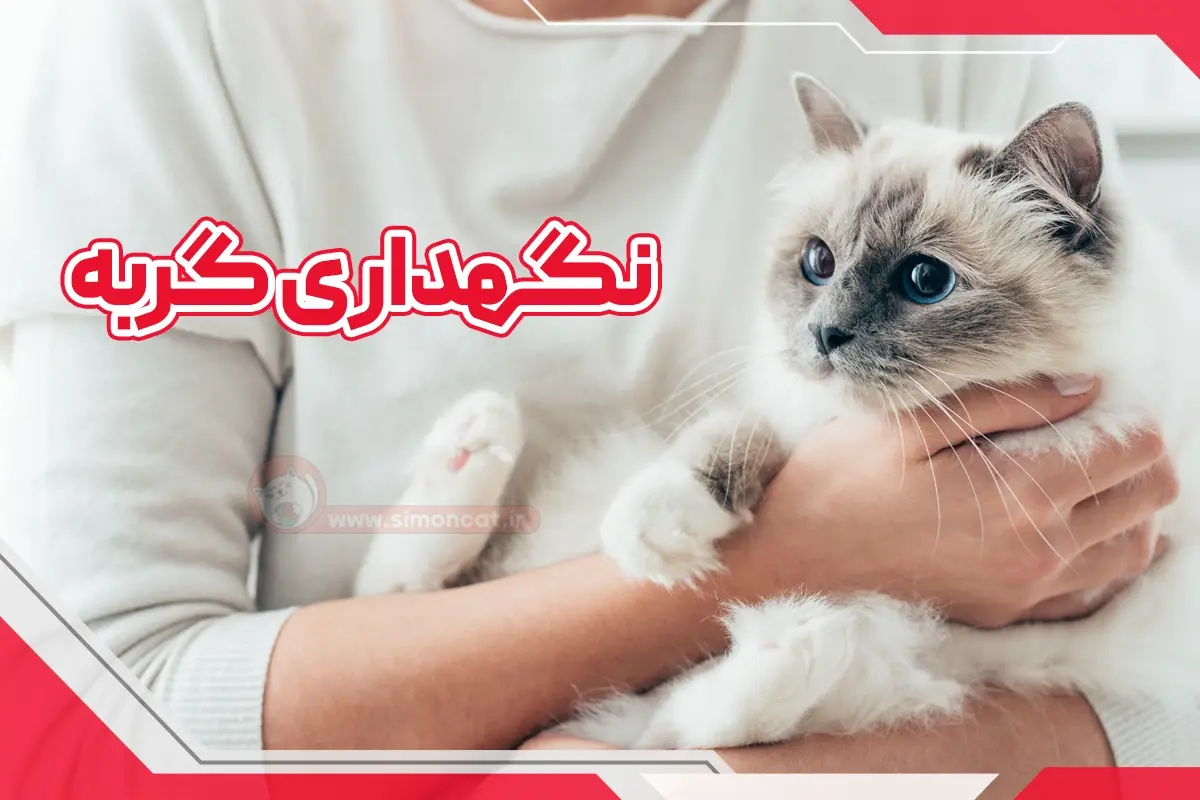 مراقبت از گربه