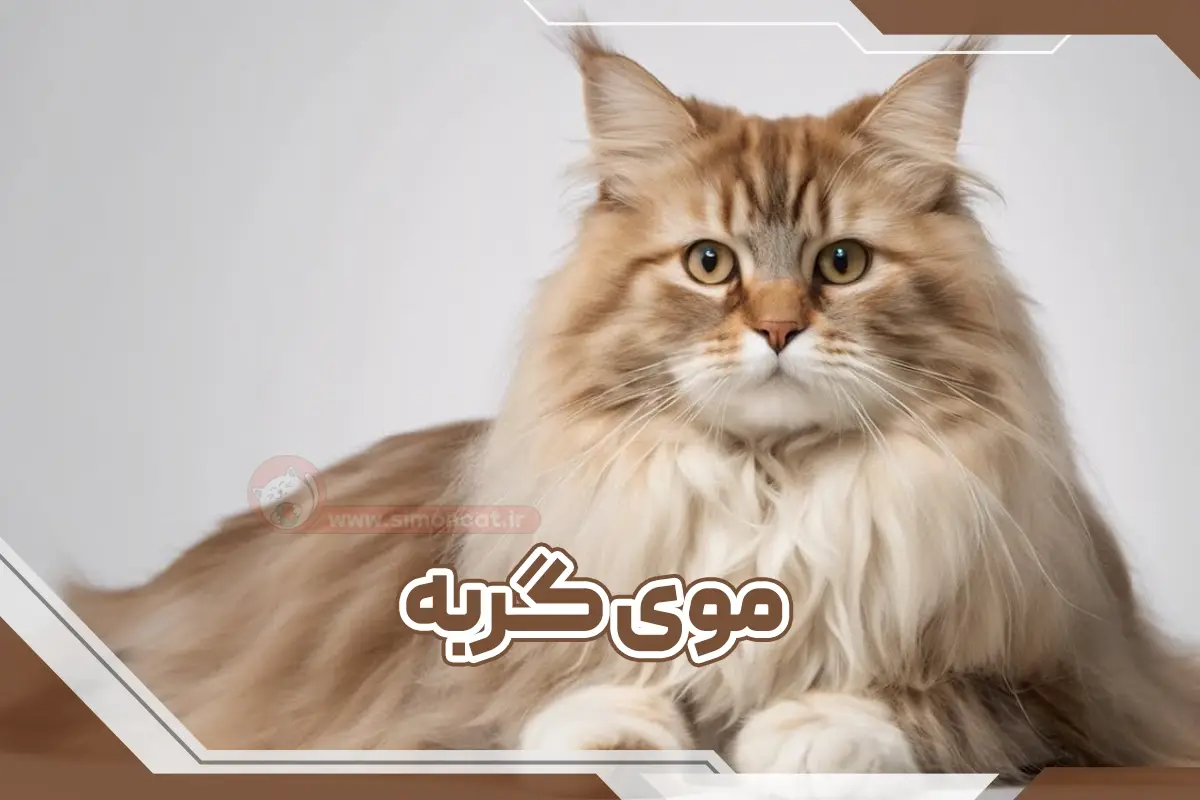 مو گربه