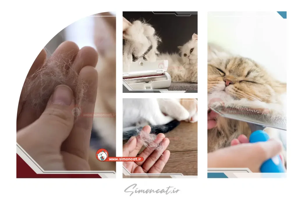 موی گربه و نازایی