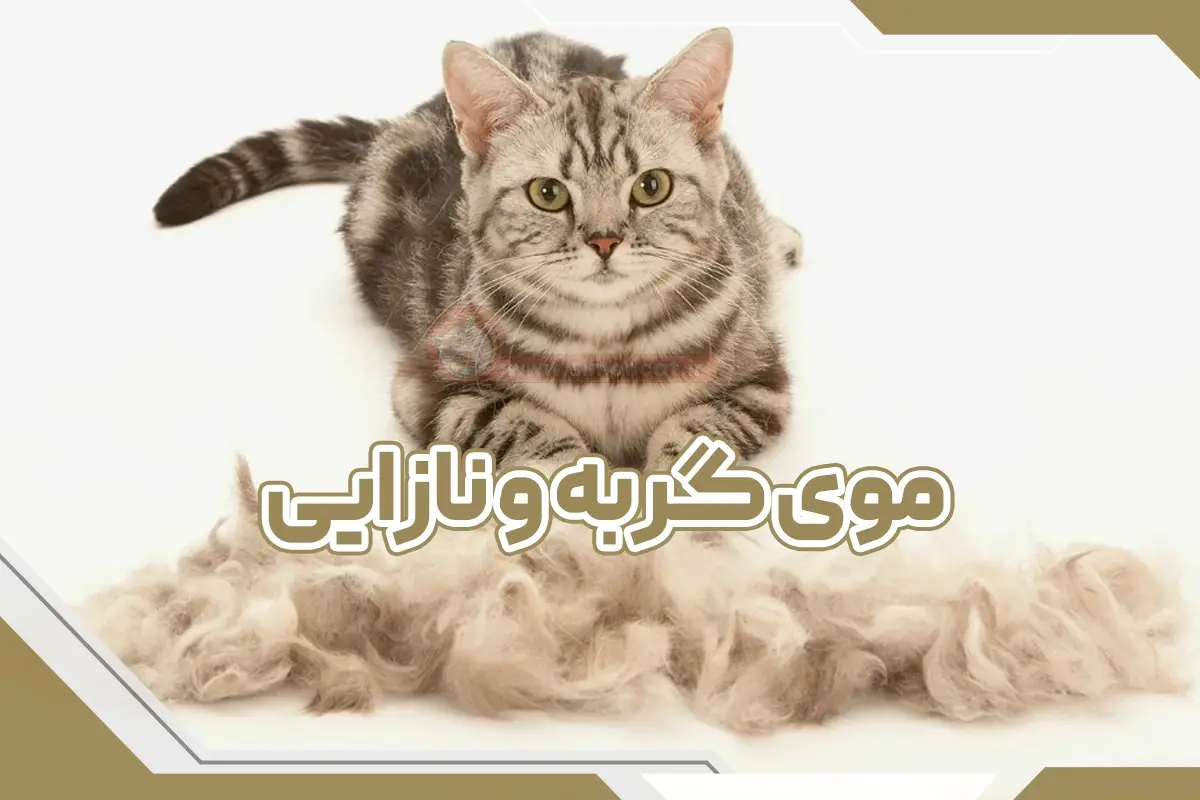 نازایی از موی گربه