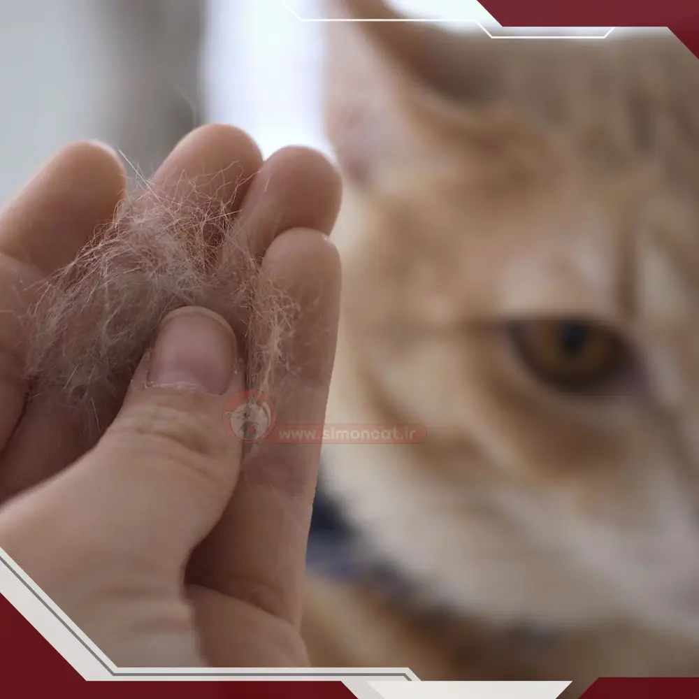 نشانه های بیماری توکسوپلاسموز در انسان ها