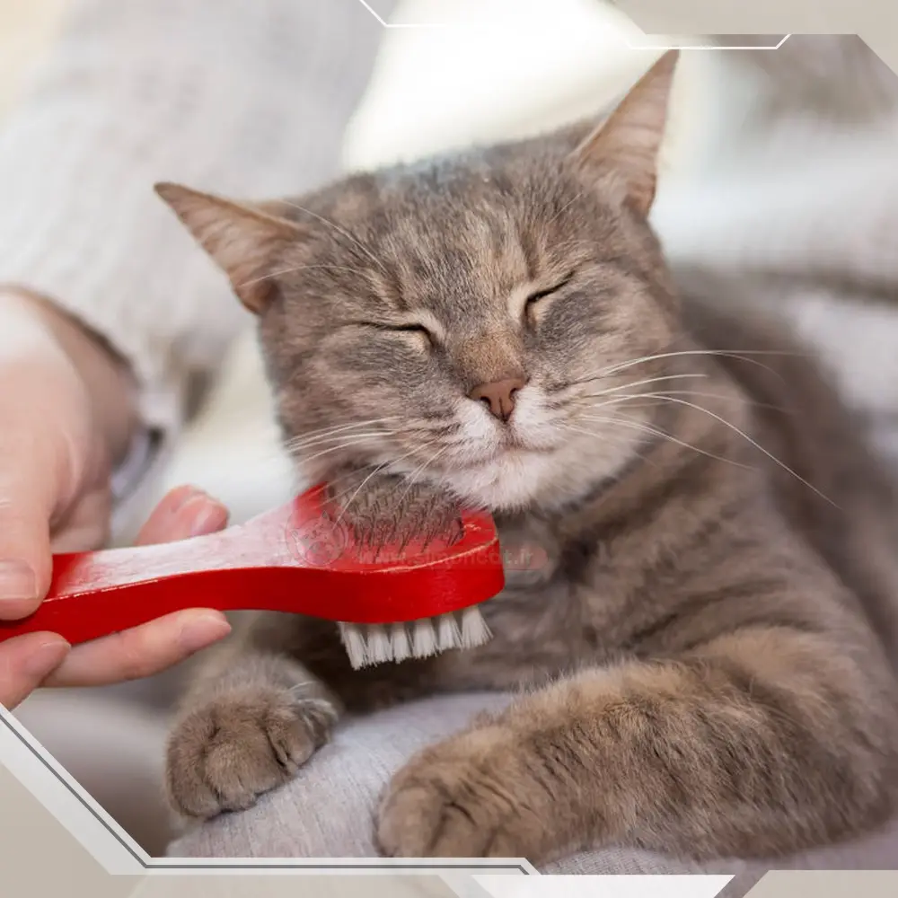 نگهداری از گربه ها