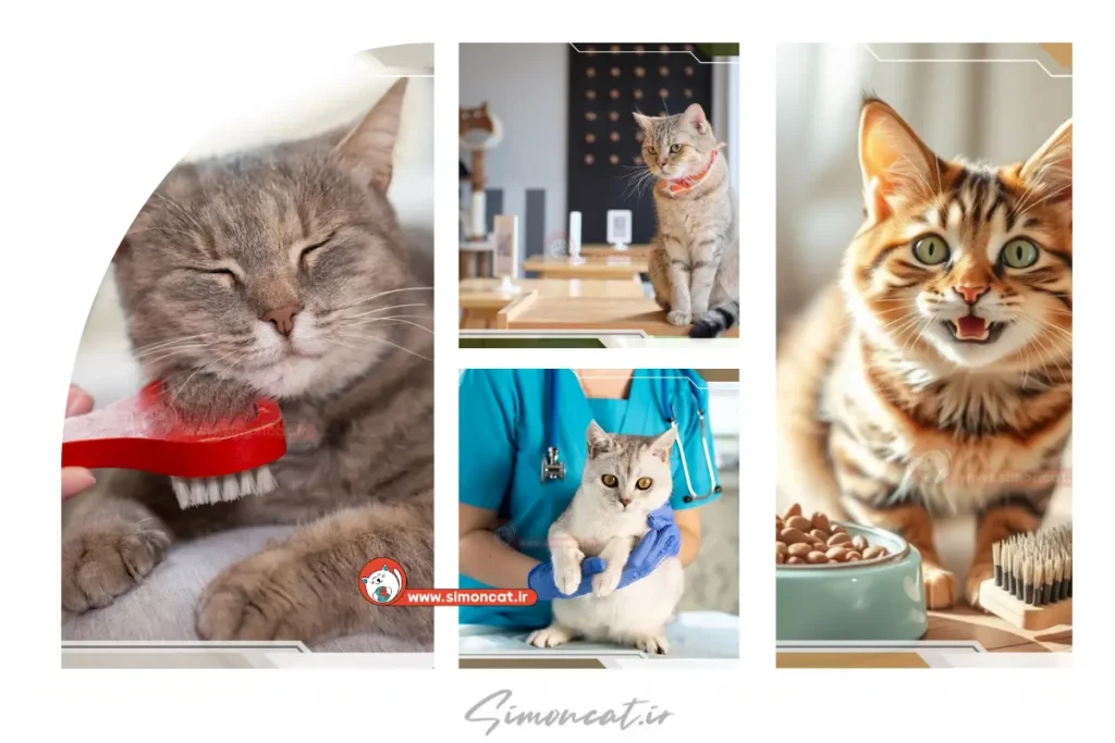 نگهداری گربه