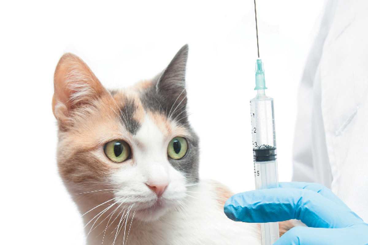 واکسن گربه