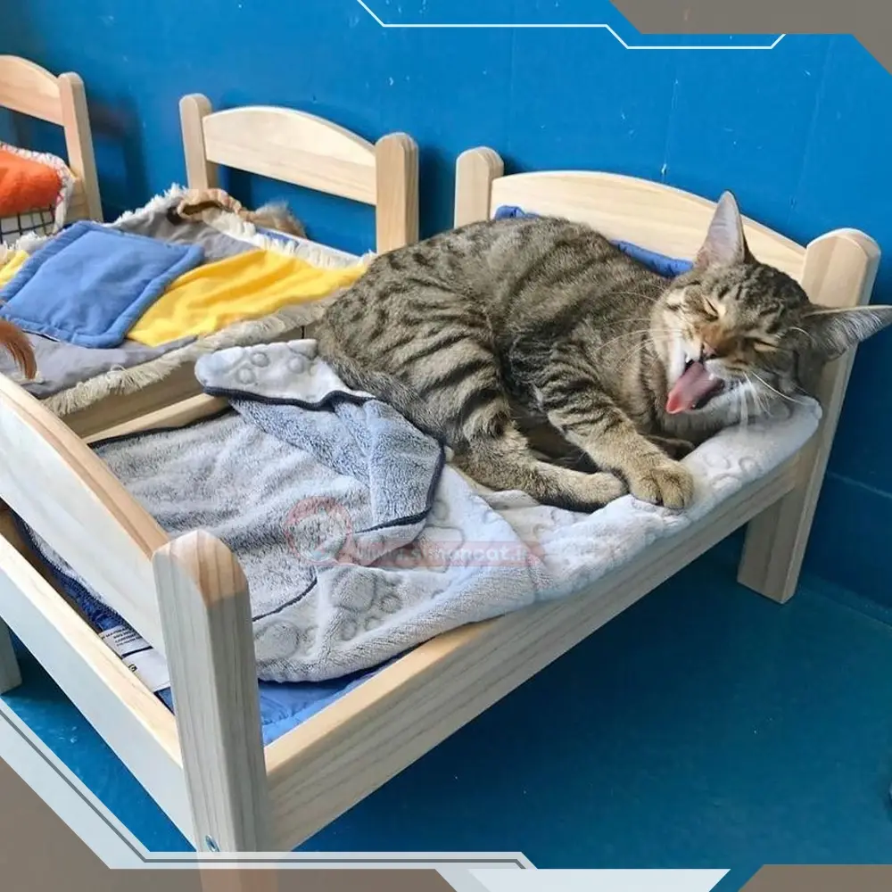 چگونه خودمان جای خواب گربه درست کنیم؟