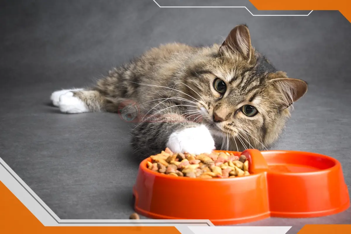 چگونه میتوان غذای مناسب گربه را تهیه کرد ؟